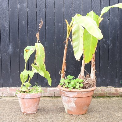 Lot 391 - Two banana  plants