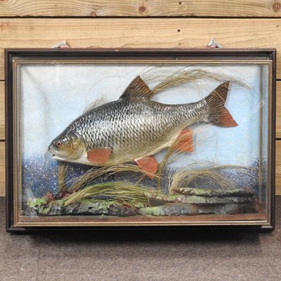 Lot 503 - A taxidermy carp