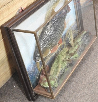 Lot 503 - A taxidermy carp