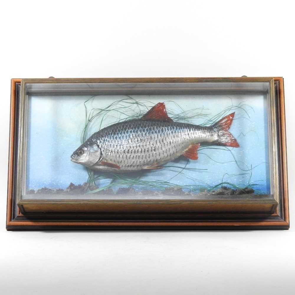 Lot 322 - A taxidermy carp