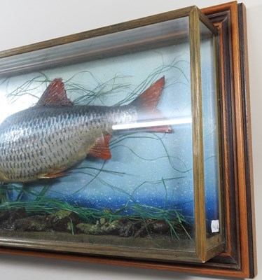 Lot 322 - A taxidermy carp