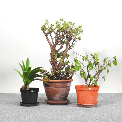 Lot 183 - Three plants
