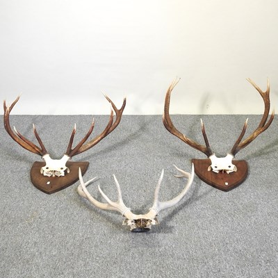 Lot 515 - Taxidermy antlers