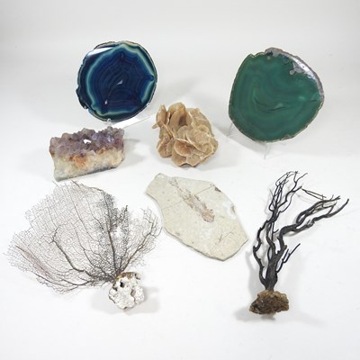 Lot 14 - Fossils and stones