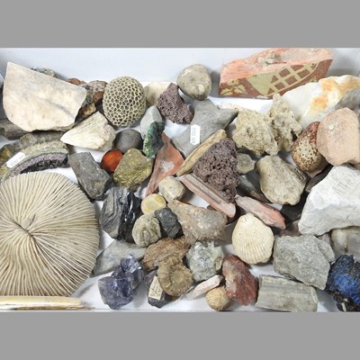 Lot 193 - A collection of fossils