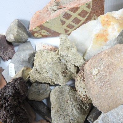 Lot 193 - A collection of fossils