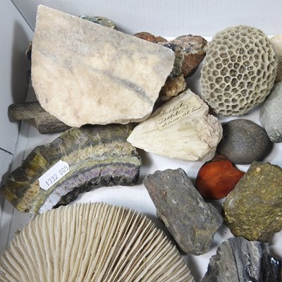 Lot 193 - A collection of fossils