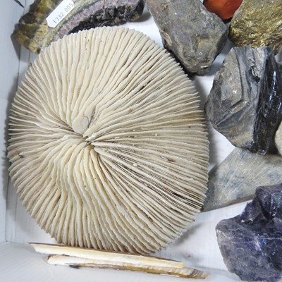 Lot 193 - A collection of fossils