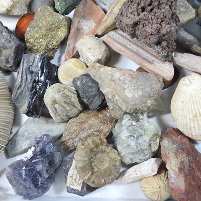 Lot 193 - A collection of fossils