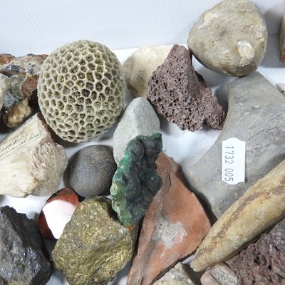 Lot 193 - A collection of fossils