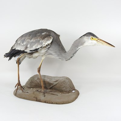 Lot 297 - A taxidermy heron