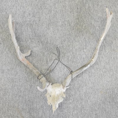 Lot 422 - A pair of taxidermy stag antlers