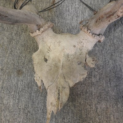 Lot 422 - A pair of taxidermy stag antlers