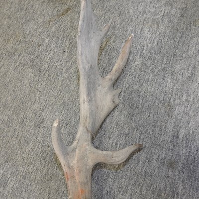 Lot 422 - A pair of taxidermy stag antlers