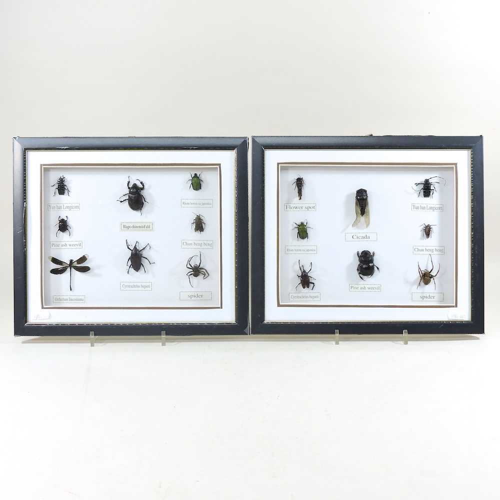 Lot 217 - A collection of insects in display frames