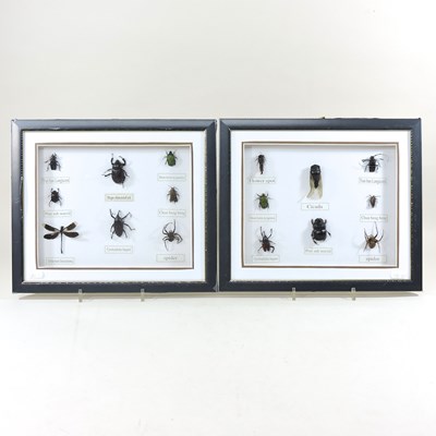 Lot 217 - A collection of insects in display frames