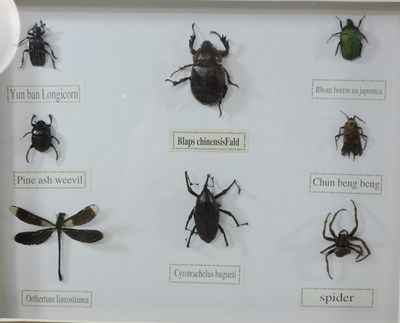 Lot 217 - A collection of insects in display frames