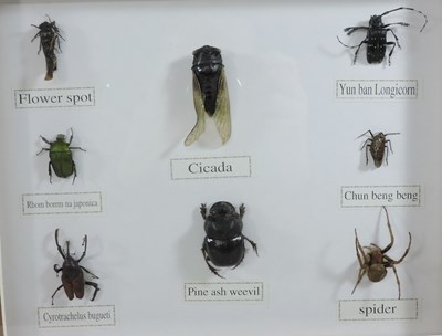 Lot 217 - A collection of insects in display frames