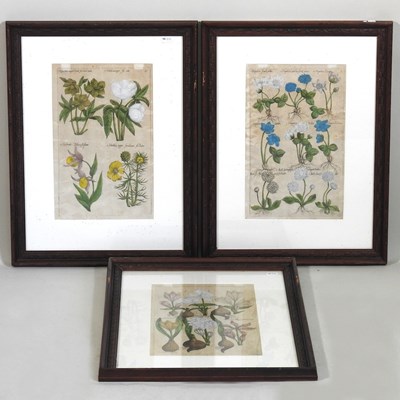 Lot 803 - Three botanical engravings