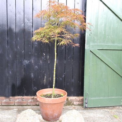 Lot 593 - An acer tree, in a terracotta pot