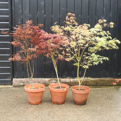 Lot 443 - Three acer trees, in terracotta pots