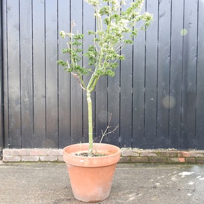 Lot 740 - An acer tree, in a terracotta pot