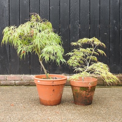 Lot 520 - Two acer trees, in terracotta pots