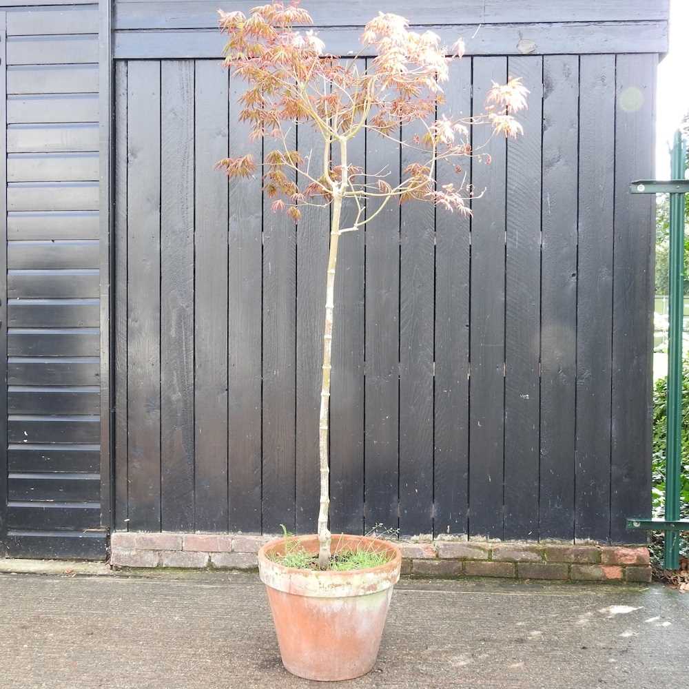 Lot 552 An acer tree, in a terracotta pot