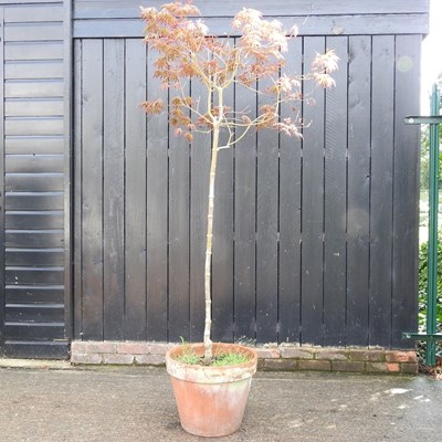 Lot 552 - An acer tree, in a terracotta pot