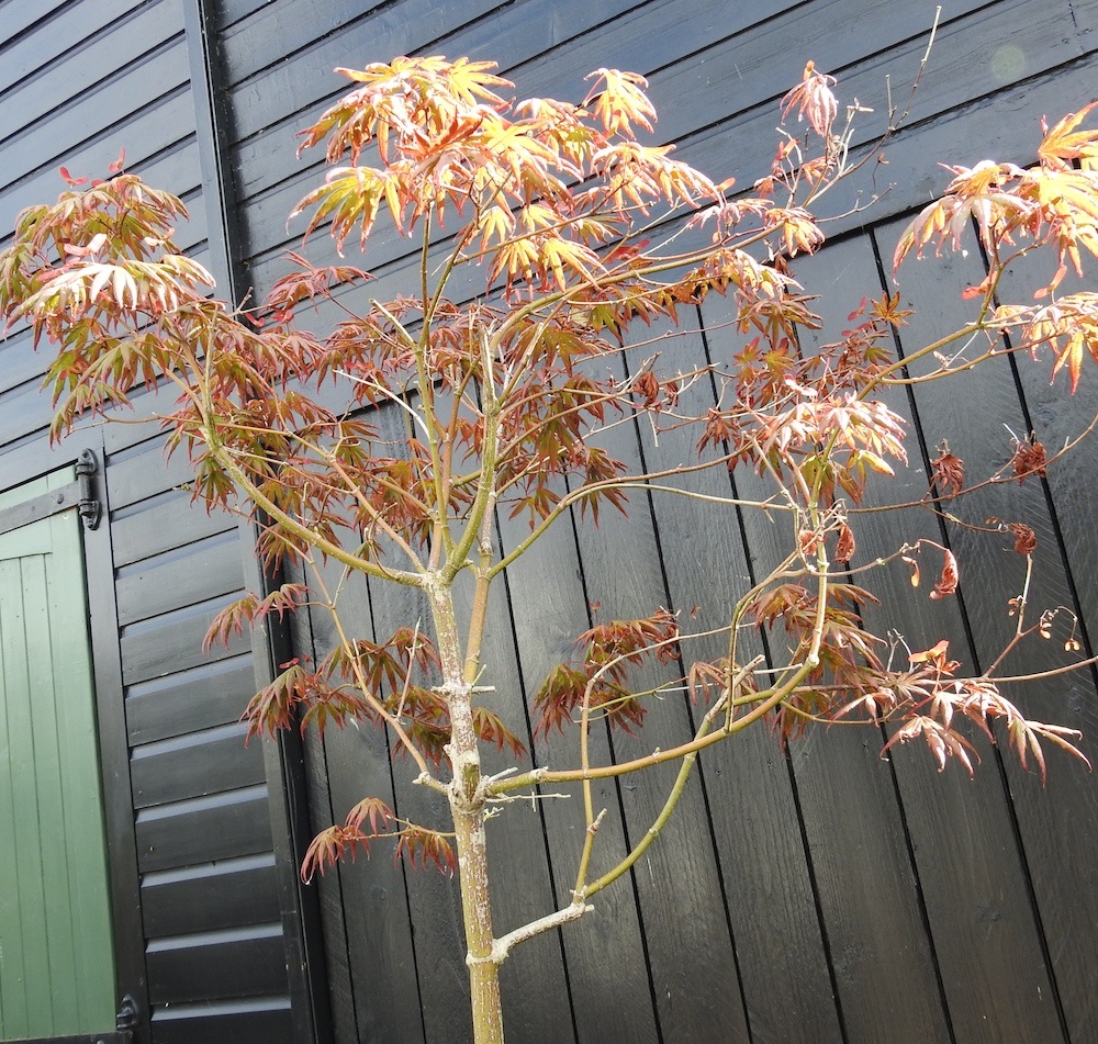 Lot 552 An acer tree, in a terracotta pot