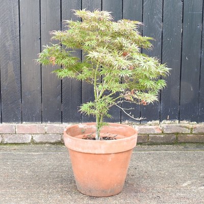 Lot 465 - An acer tree, in a terracotta pot