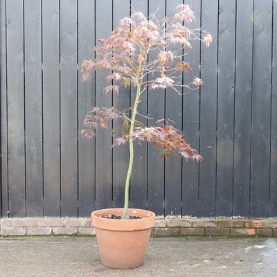 Lot 833 - An acer tree, in a terracotta pot