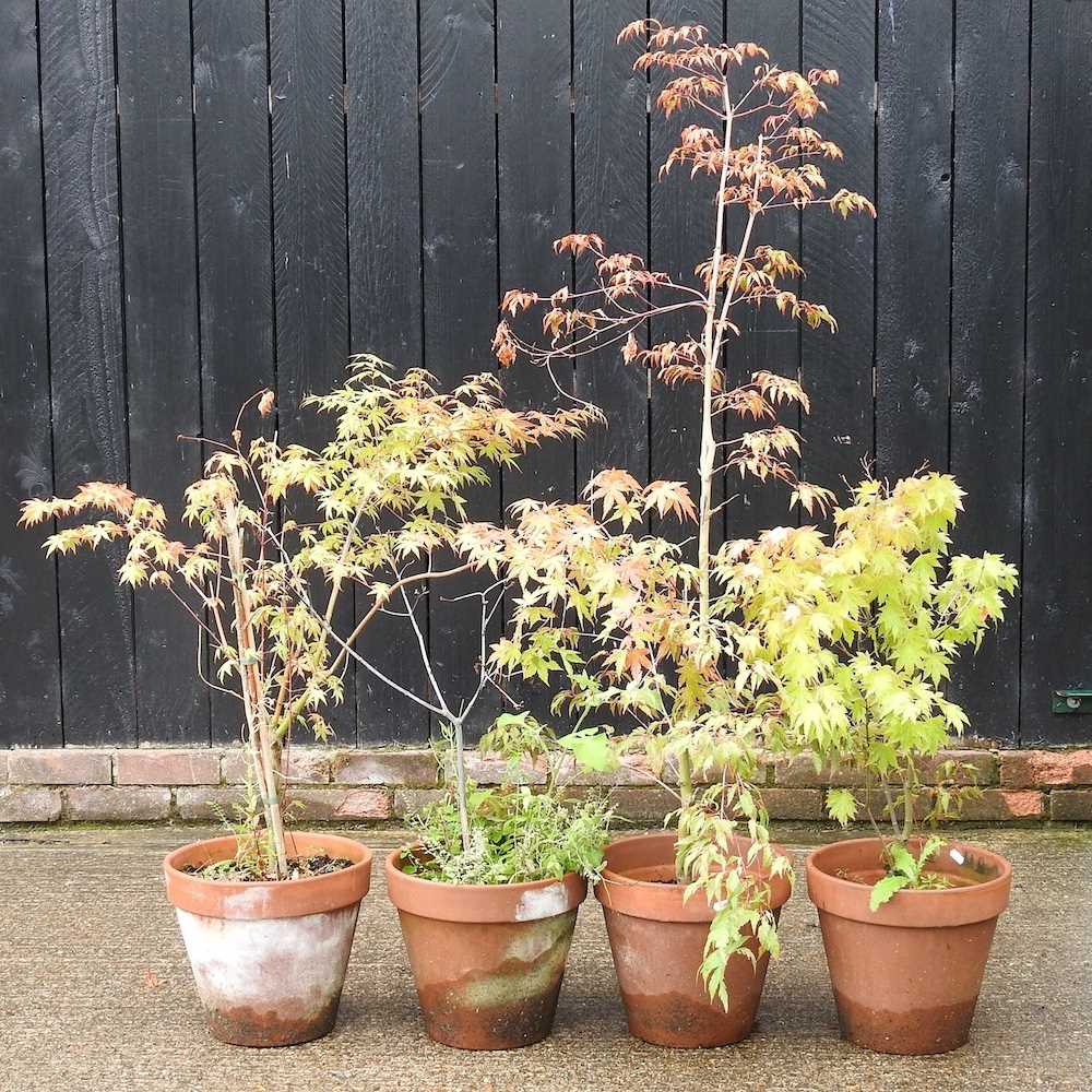 Lot 501 Four small acer trees, in terracotta pots