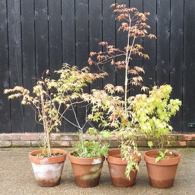 Lot 501 - Four small acer trees, in terracotta pots