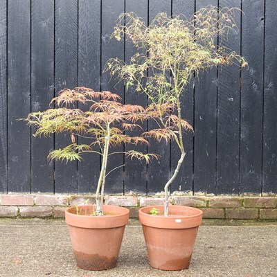 Lot 604 - Two acer trees