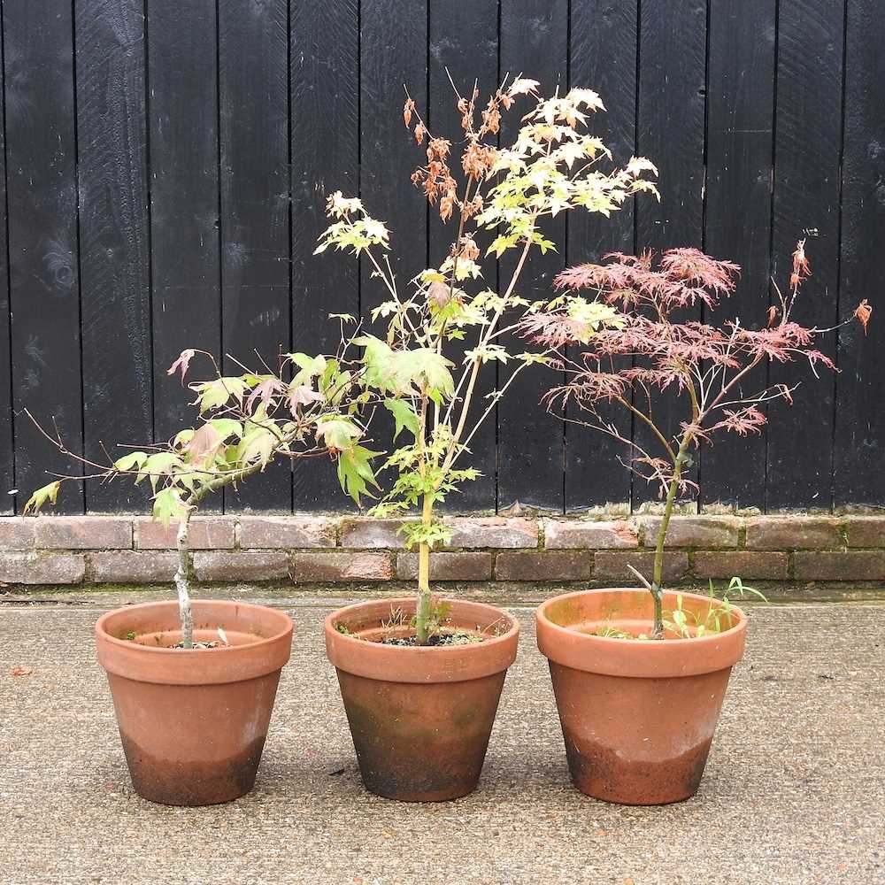 Lot 791 Three small acer trees, in terracotta pots