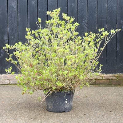 Lot 598 - An azalea bush