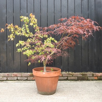 Lot 581 - An acer tree, in a  terracotta pot