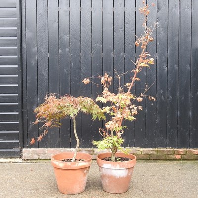 Lot 890 - Two acer trees