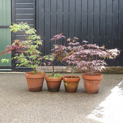 Lot 947 - Four acer trees, in terracotta pots