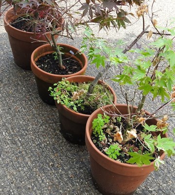 Lot 947 - Four acer trees, in terracotta pots