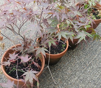 Lot 947 - Four acer trees, in terracotta pots