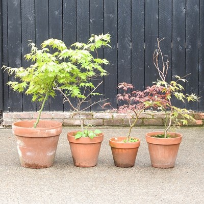 Lot 770 - Four various acer trees