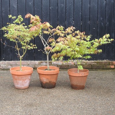 Lot 416 - Three small acer trees