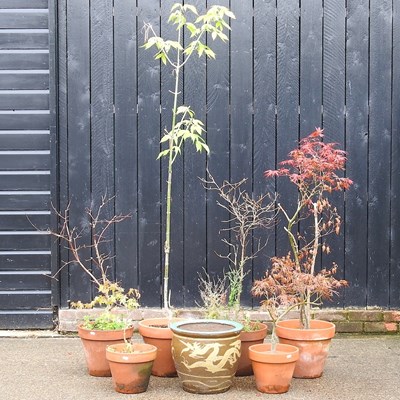 Lot 700 - A collection of six acer trees and garden pots