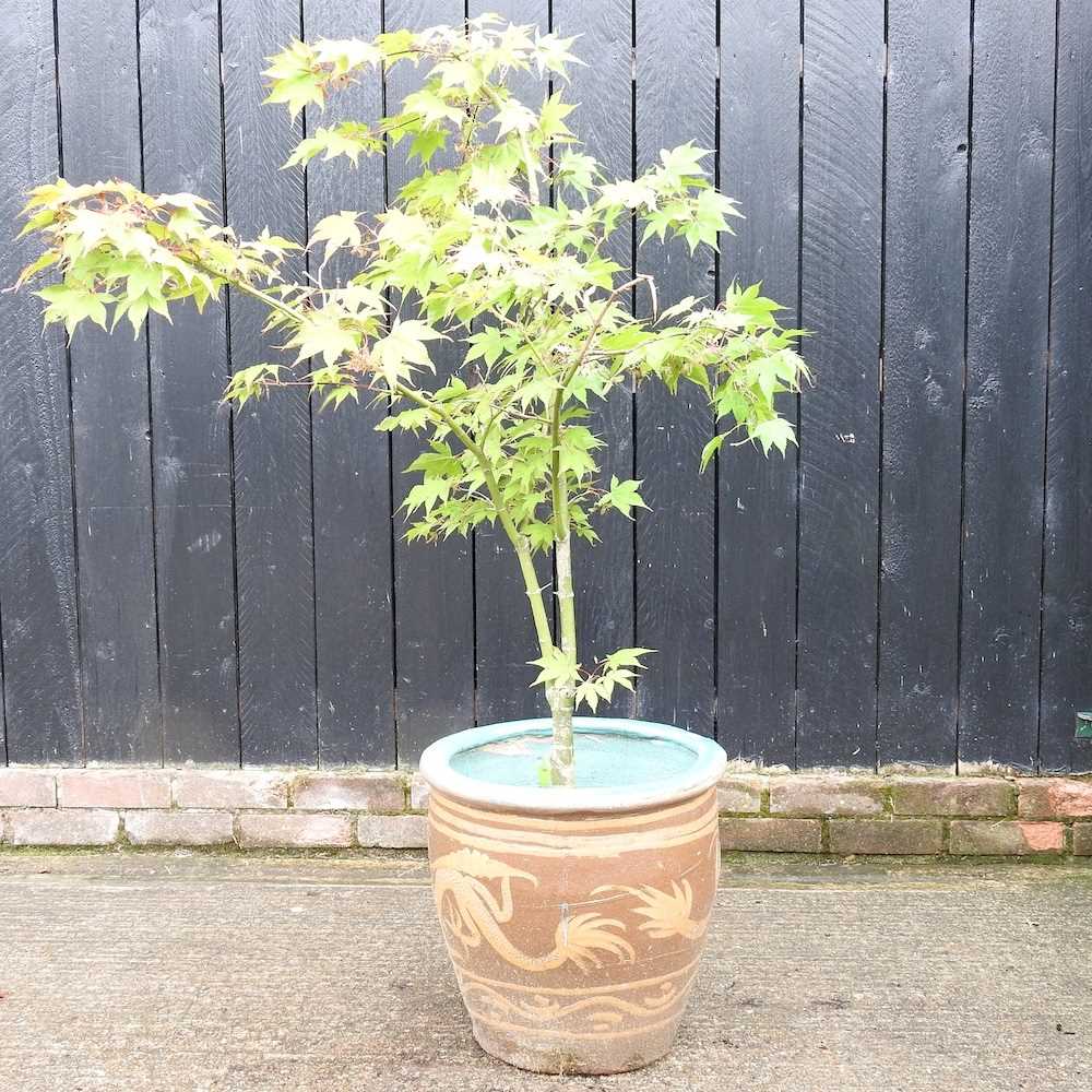 Lot 451 - A large acer tree, in a glazed pot