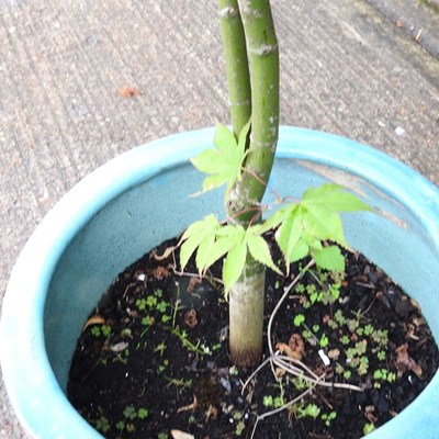 Lot 451 - A large acer tree, in a glazed pot