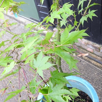 Lot 451 - A large acer tree, in a glazed pot