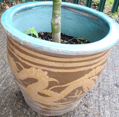 Lot 451 - A large acer tree, in a glazed pot