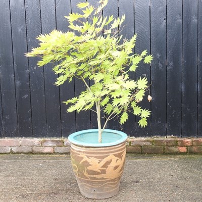 Lot 691 - An acer tree, in a glazed pot